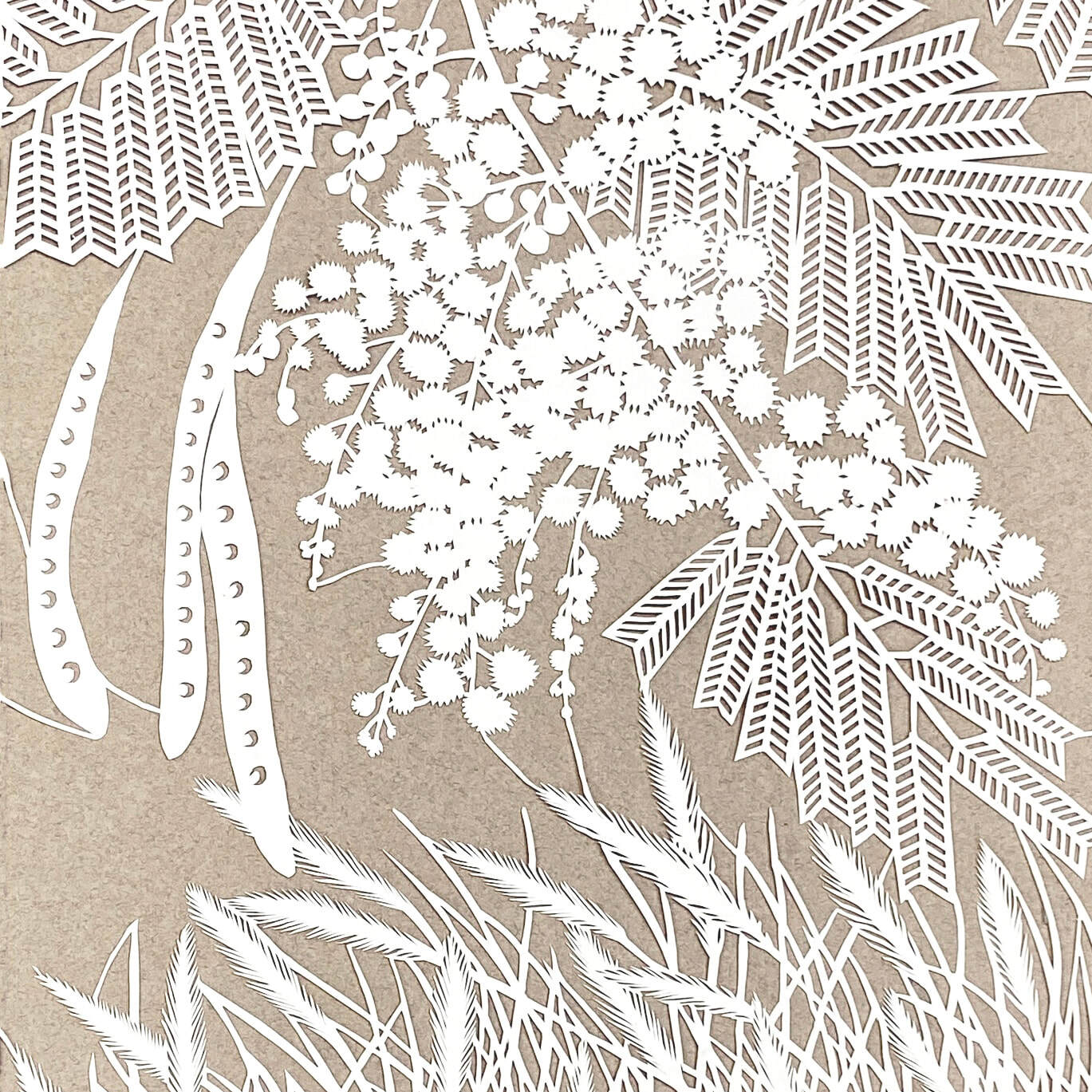 2. Black wattle and native grasses