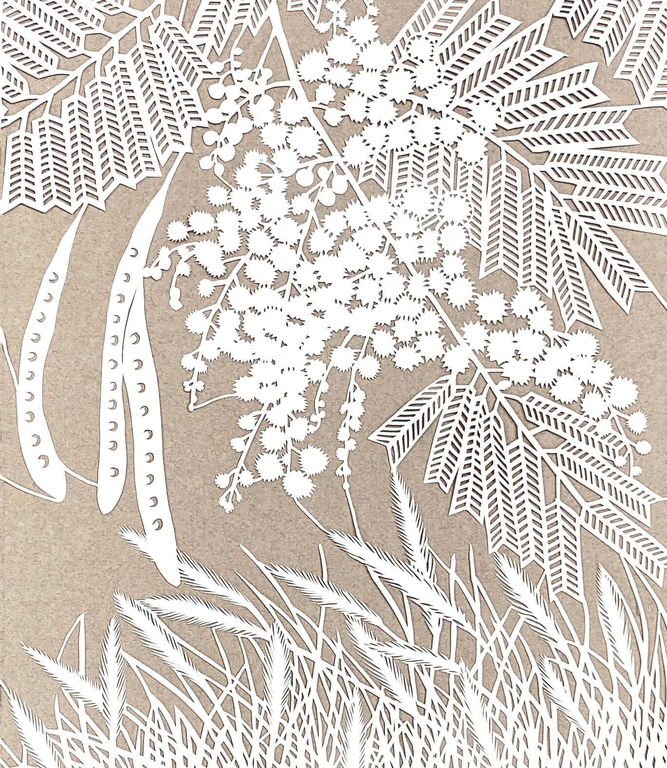 2. Black wattle and native grasses