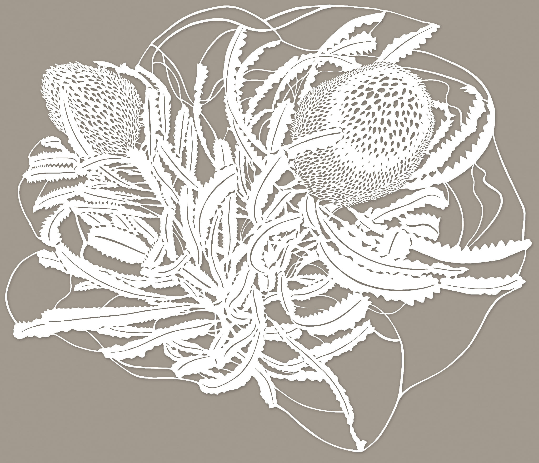 1. Wallum Banksia